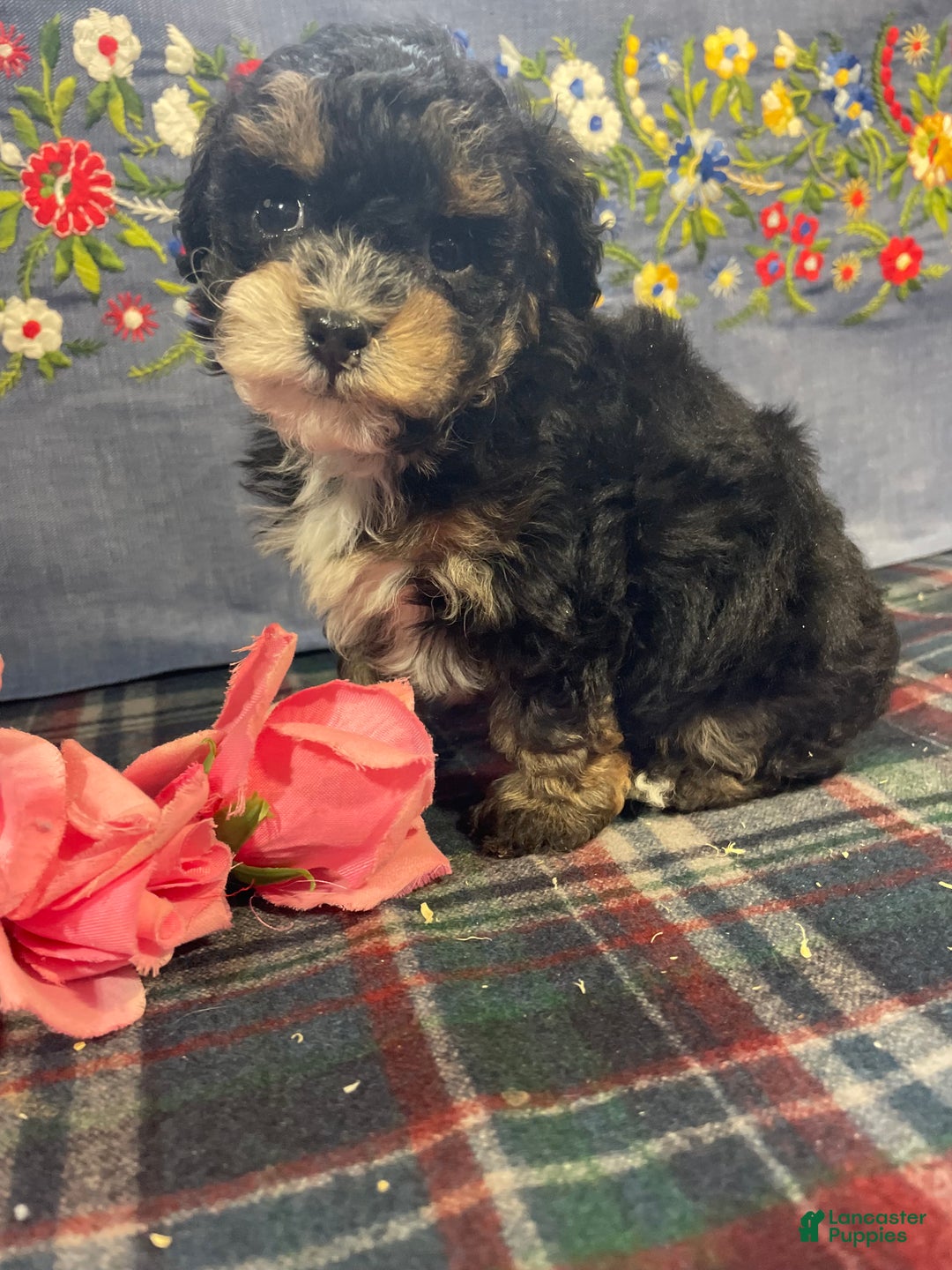 Toy Poodle dogs for sale: Peanut - Ad 1