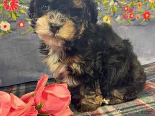 Toy Poodle dogs for sale: Peanut - Ad 2