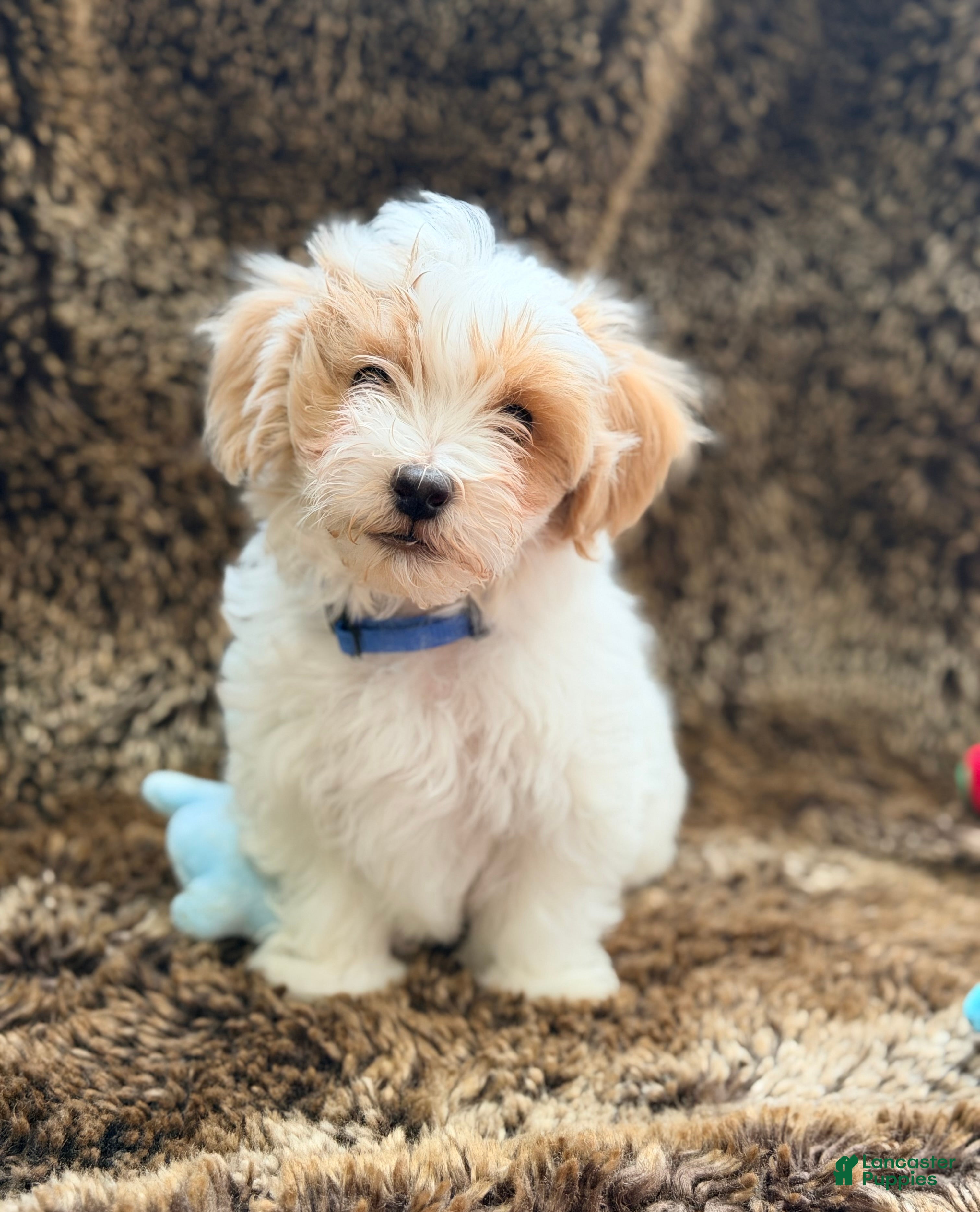 Maltipoo dogs Blue - Ad 26