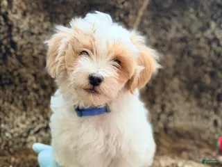 Maltipoo dogs Blue - Ad 26