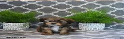 Shorkie dogs for sale: Owen - Ad 3