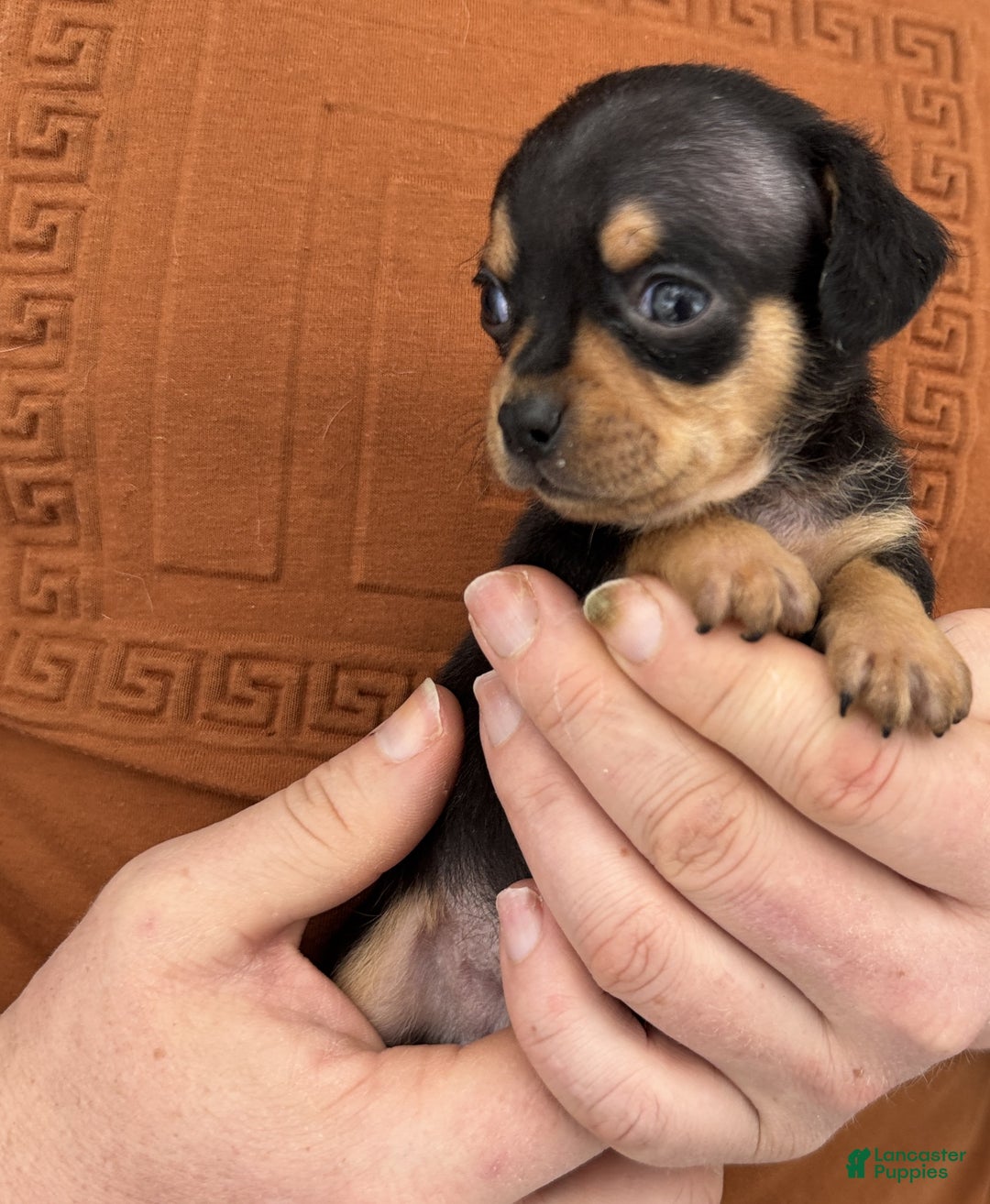 Chiweenie dogs for sale: Lyla - Ad 8