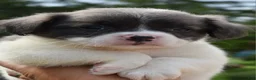 Mixed Breed dogs for sale: Zoey blue pied fluffy  - Ad 27