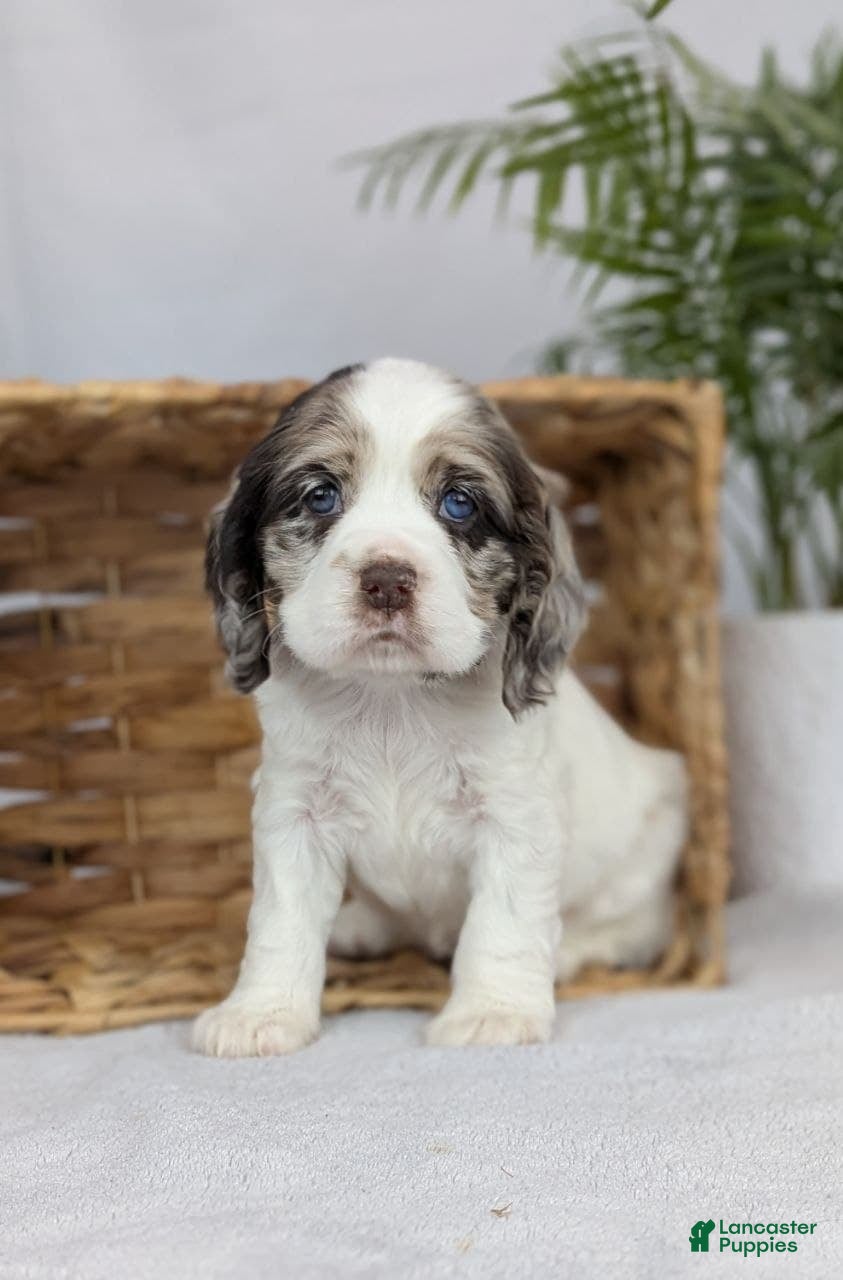 Cocker Spaniel dogs Cocker Spaniel Puppy 3 - Ad 34