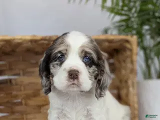 Cocker Spaniel dogs Cocker Spaniel Puppy 3 - Ad 34