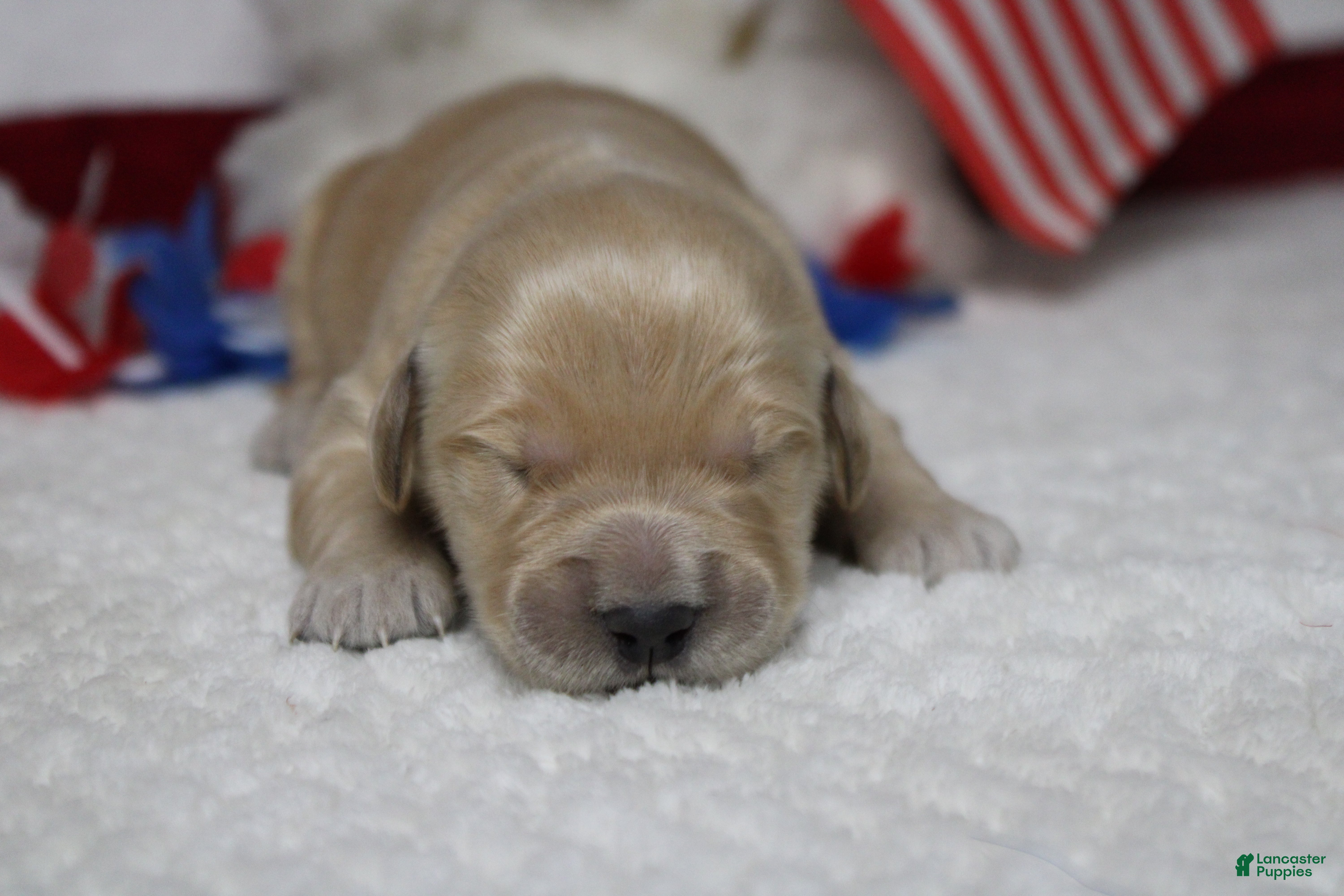 Golden Retriever dogs Challah - Ad 19