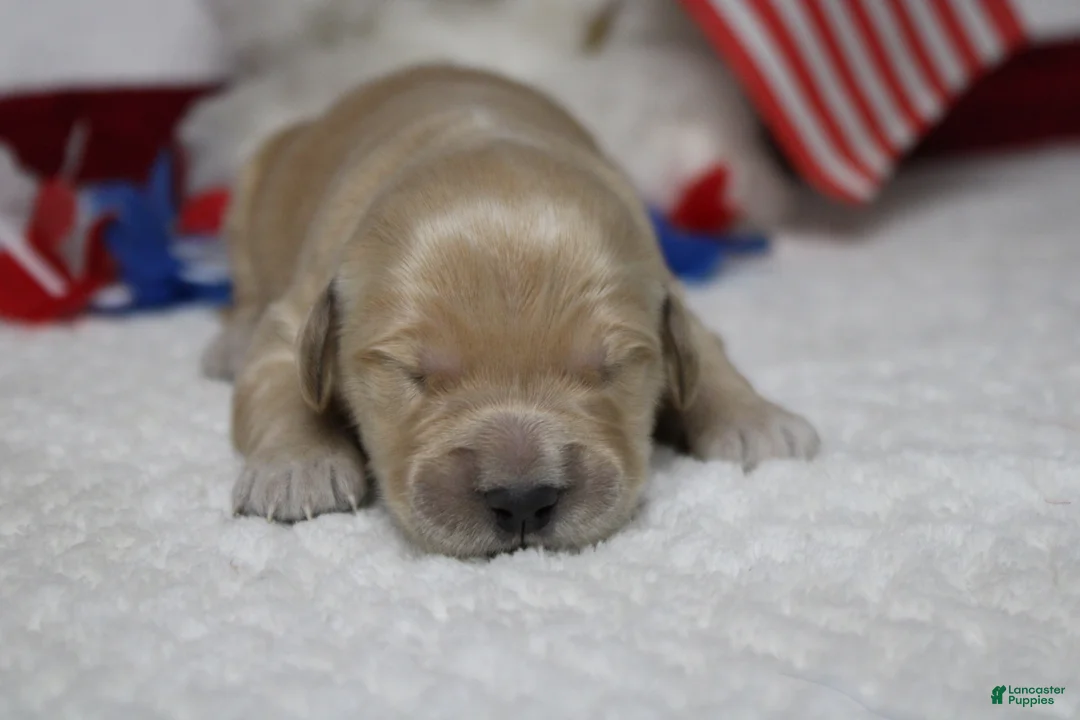 Golden Retriever dogs for sale: Challah - Ad 1