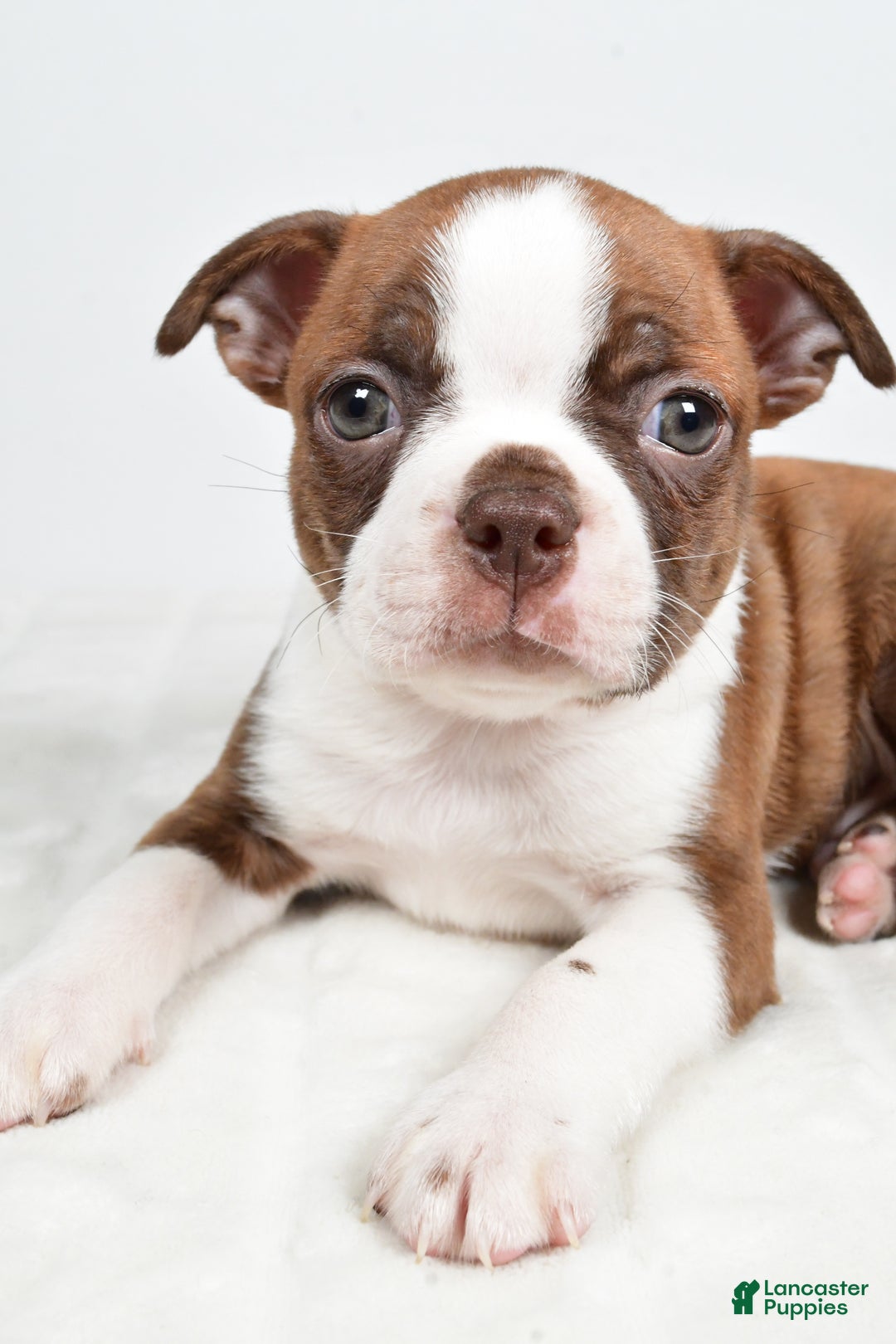 Boston Terrier dogs for sale: Lonnie - Ad 1
