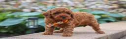 Maltipoo dogs for sale: Knox - Ad 4