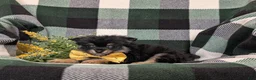 Pomeranian dogs for sale: Bradly - Ad 4