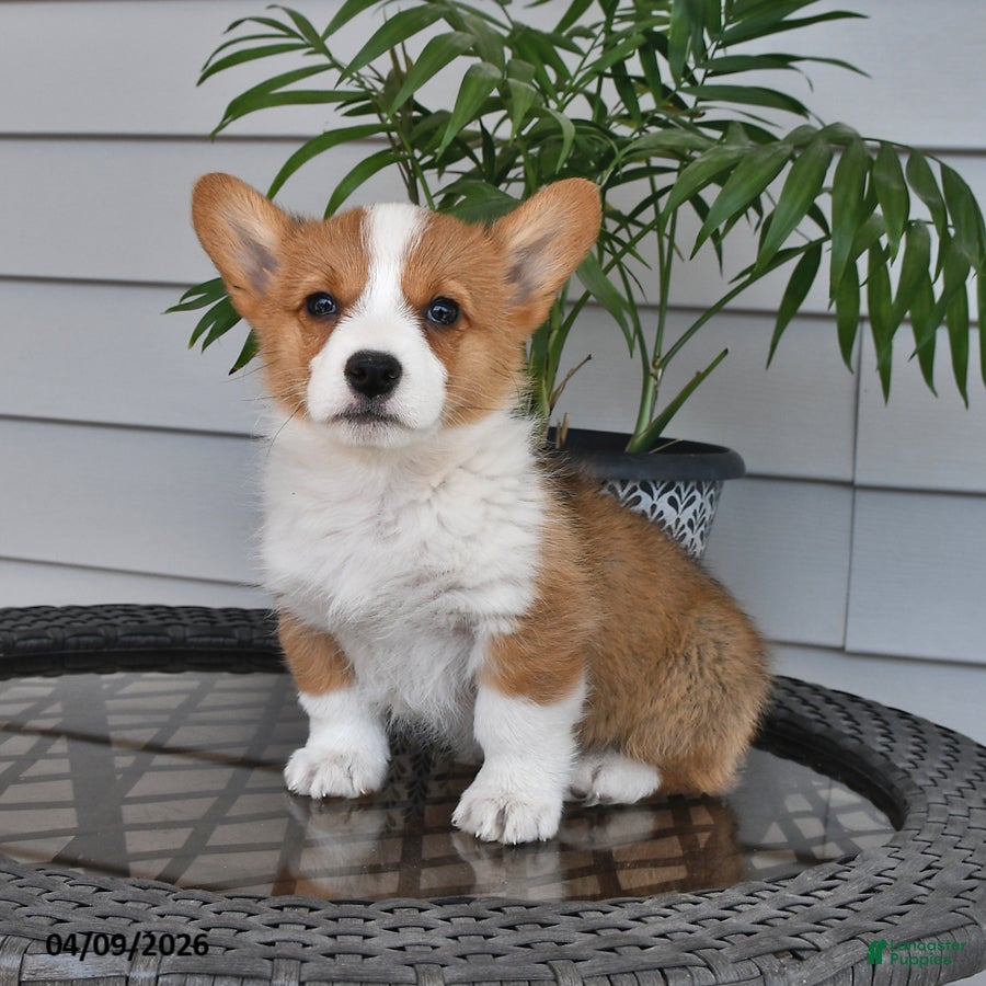 Welsh Corgi Pembroke dogs Tommy - Ad 1