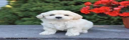 Mixed Breed dogs for sale: Explorer - Ad 3