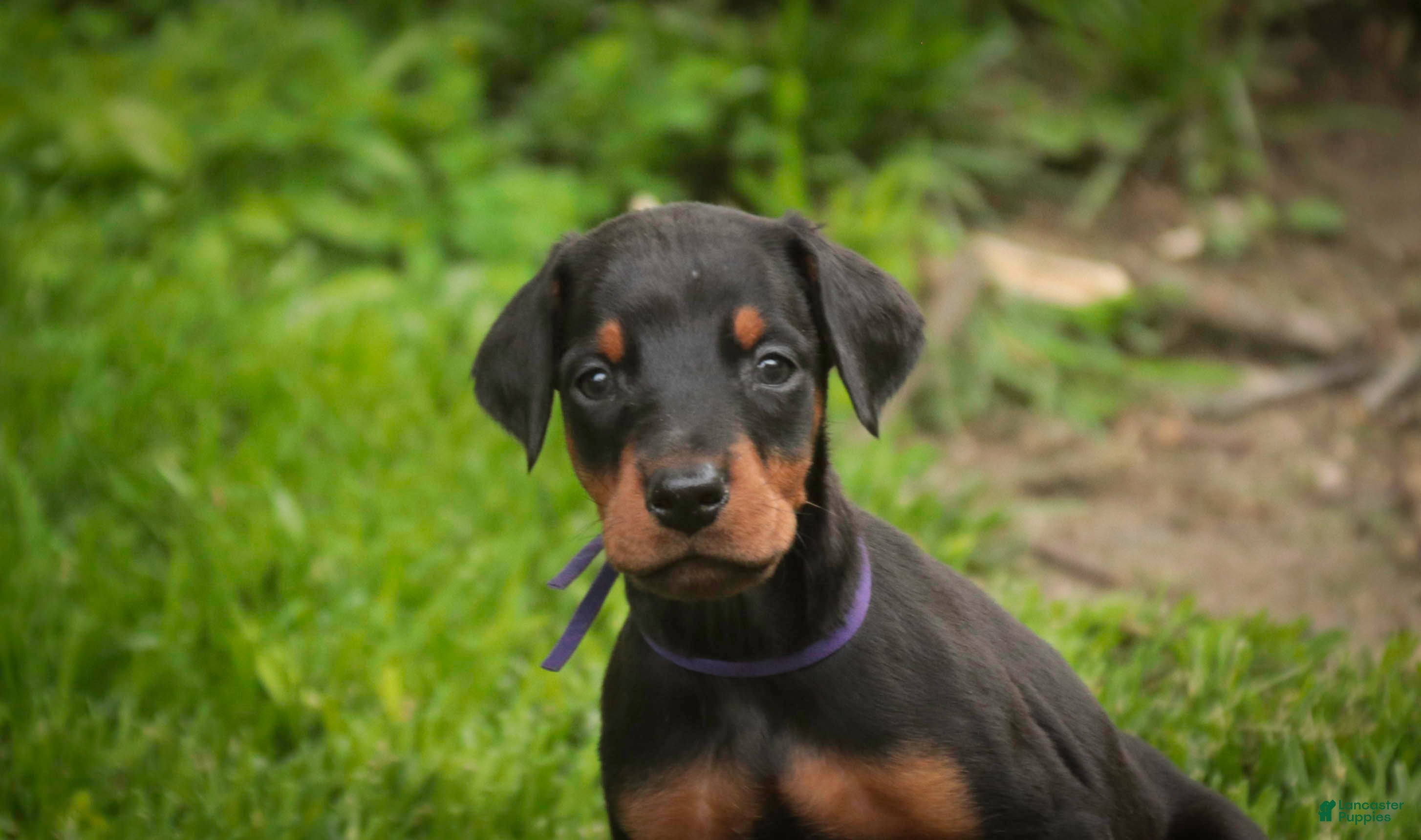 Doberman Pinscher dogs Elowen - Ad 1