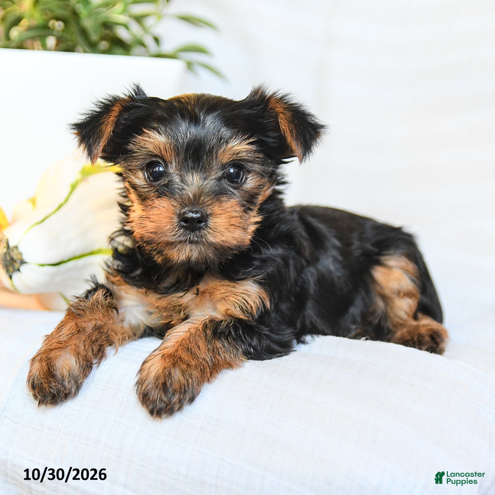Yorkshire Terrier dogs for sale: Penny - Ad 2