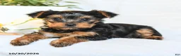 Yorkshire Terrier dogs for sale: Penny - Ad 2