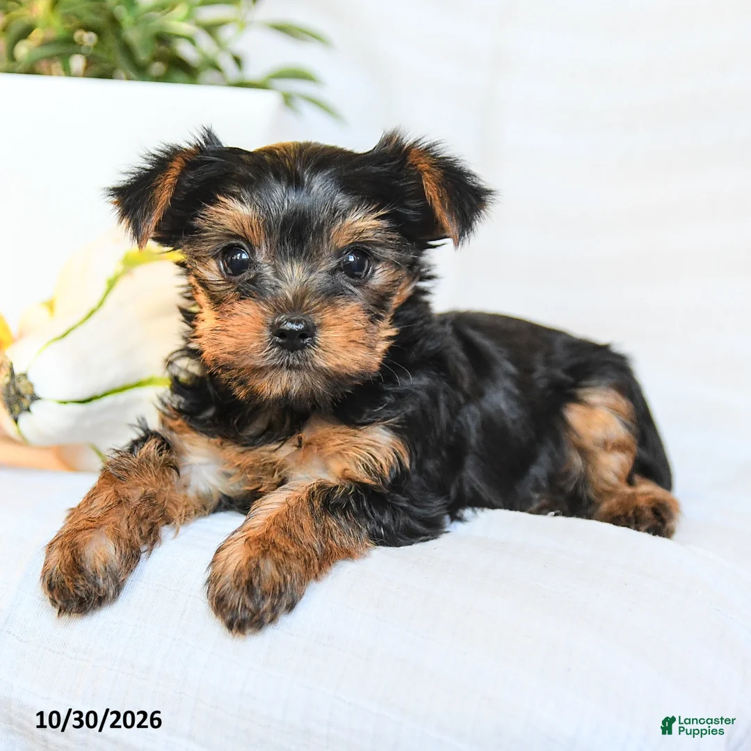 Yorkshire Terrier dogs for sale: Penny - Ad 2