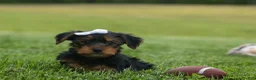 Yorkshire Terrier dogs for sale:  Bowie 🐶✨ - Ad 4