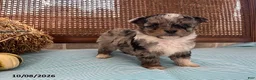 Mini Aussiedoodle dogs for sale: Dexter - Ad 3