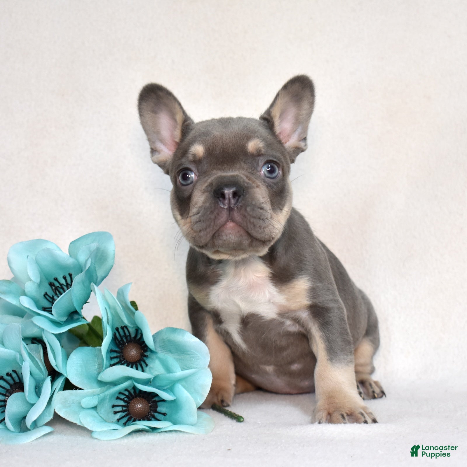 French Bulldog dogs Denim - Ad 1