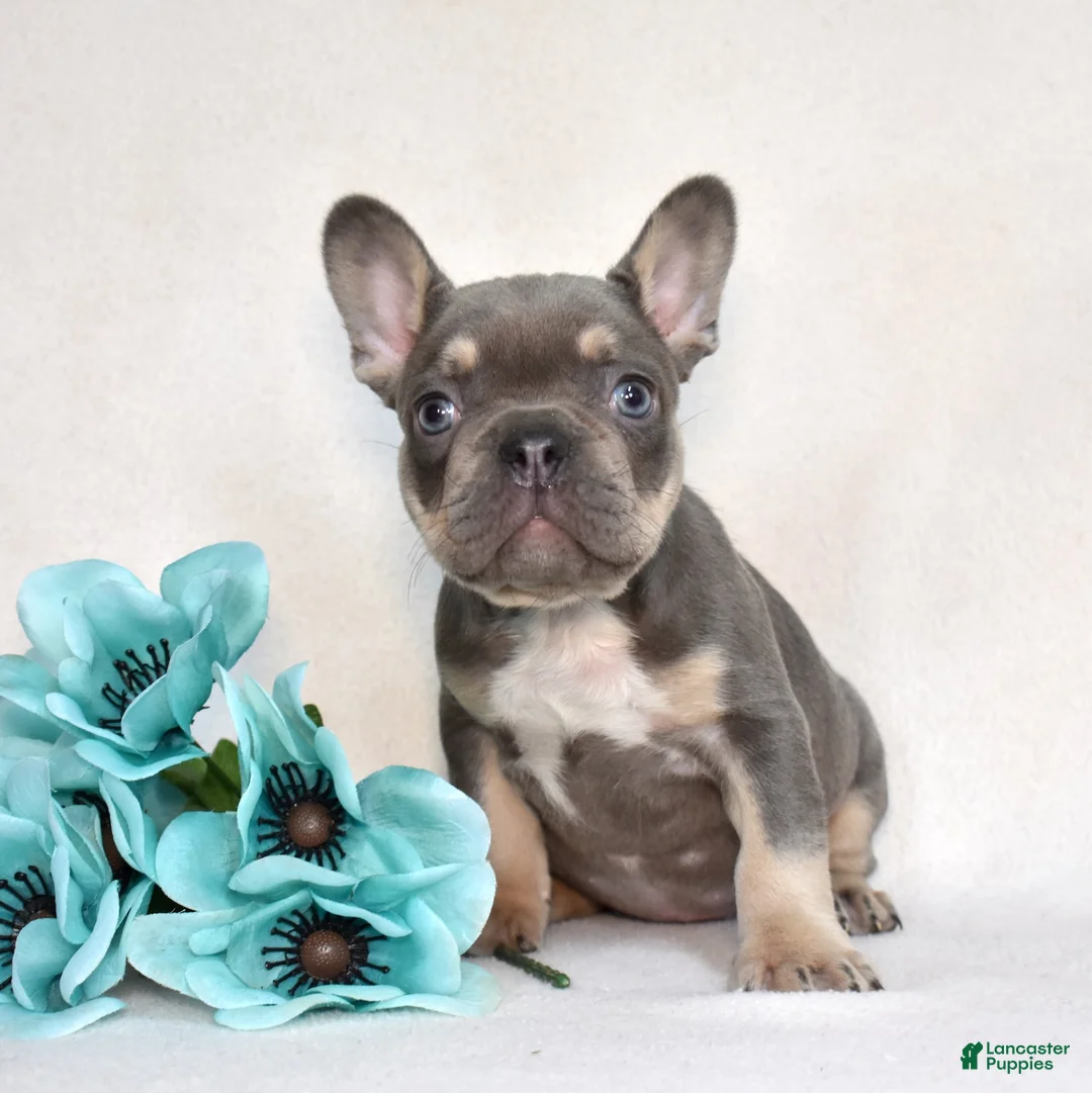 French Bulldog dogs for sale: Denim - Ad 1