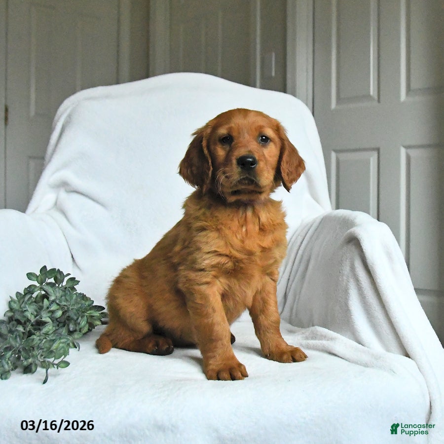 Mixed Breed dogs Willa - Ad 2