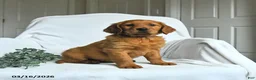 Mixed Breed dogs for sale: Willa - Ad 2