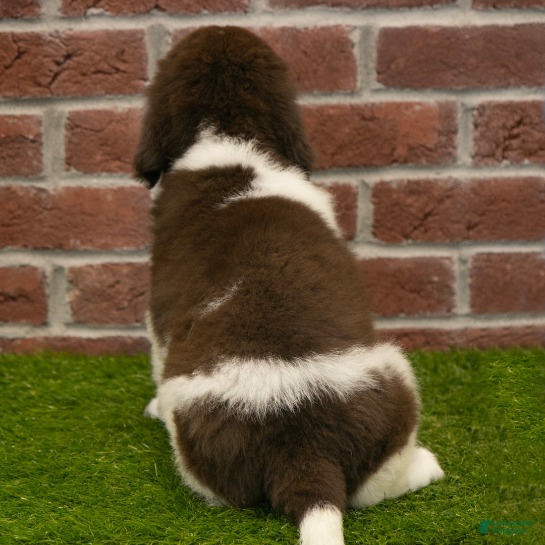 Newfoundland dogs for sale: Ranger - Ad 5