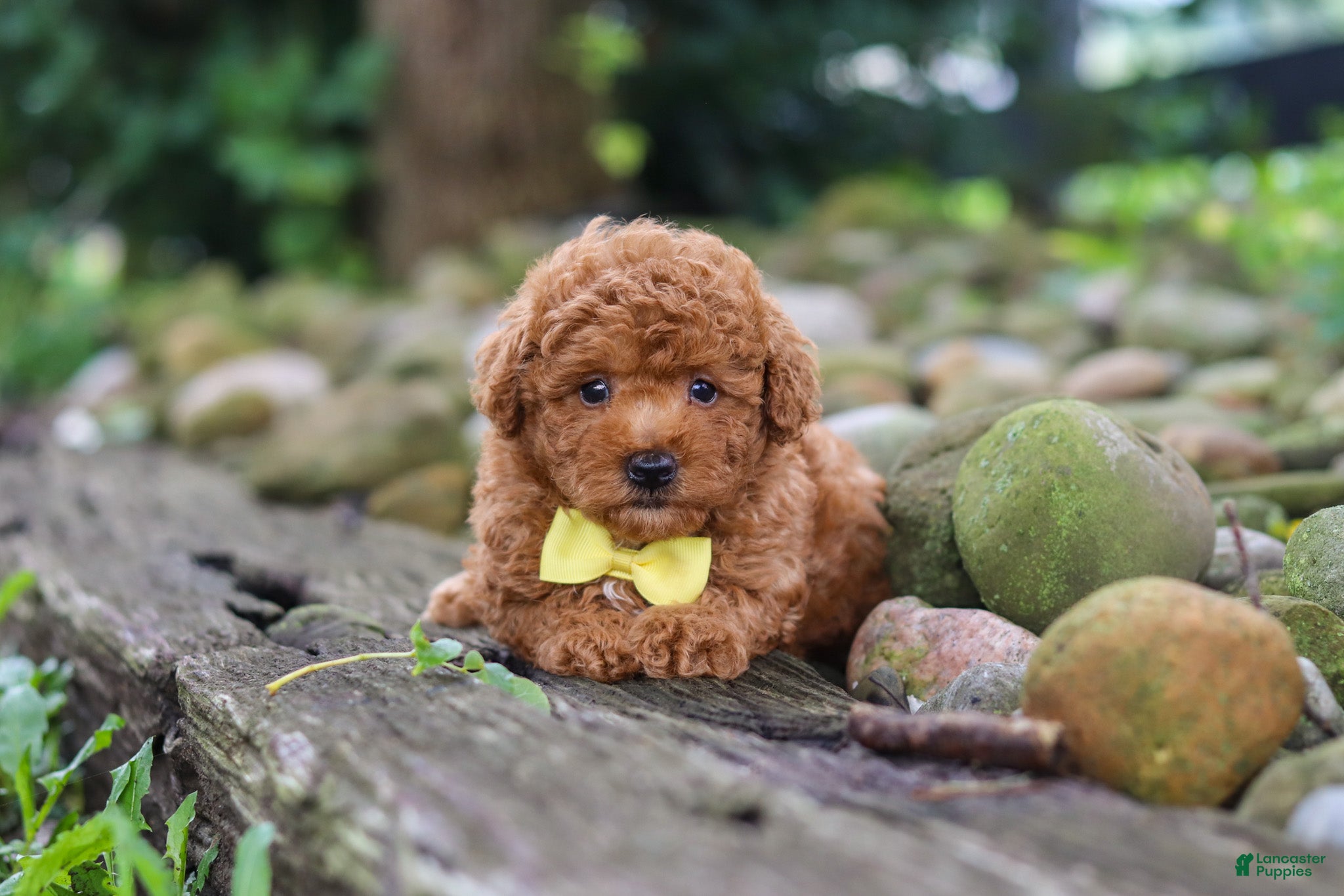 Miniature Poodle dogs Jax - Ad 2