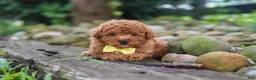 Miniature Poodle dogs for sale: Jax - Ad 2