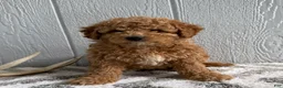 Mini Goldendoodle dogs for sale: Ranger - Ad 6