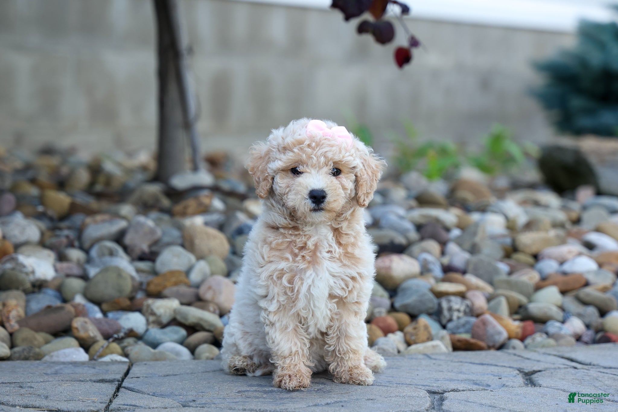 Bichpoo dogs 🐾 Olive 🐾 - Ad 2