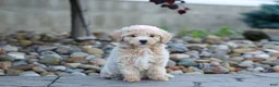 Bichpoo dogs for sale: 🐾 Olive 🐾 - Ad 2