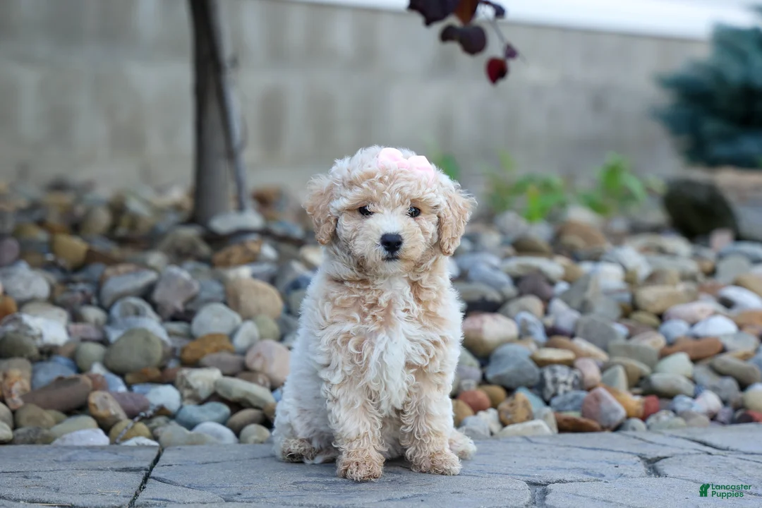 Bichpoo dogs for sale: 🐾 Olive 🐾 - Ad 2