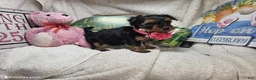 Yorkshire Terrier dogs for sale: SaliSue the Yorki babe... - Ad 5