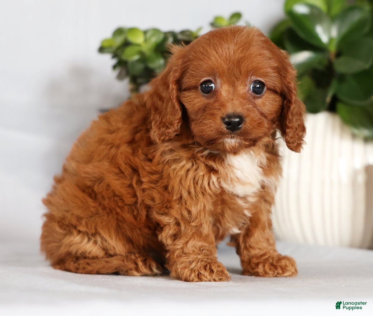 Cavapoo dogs Missy - Ad 2