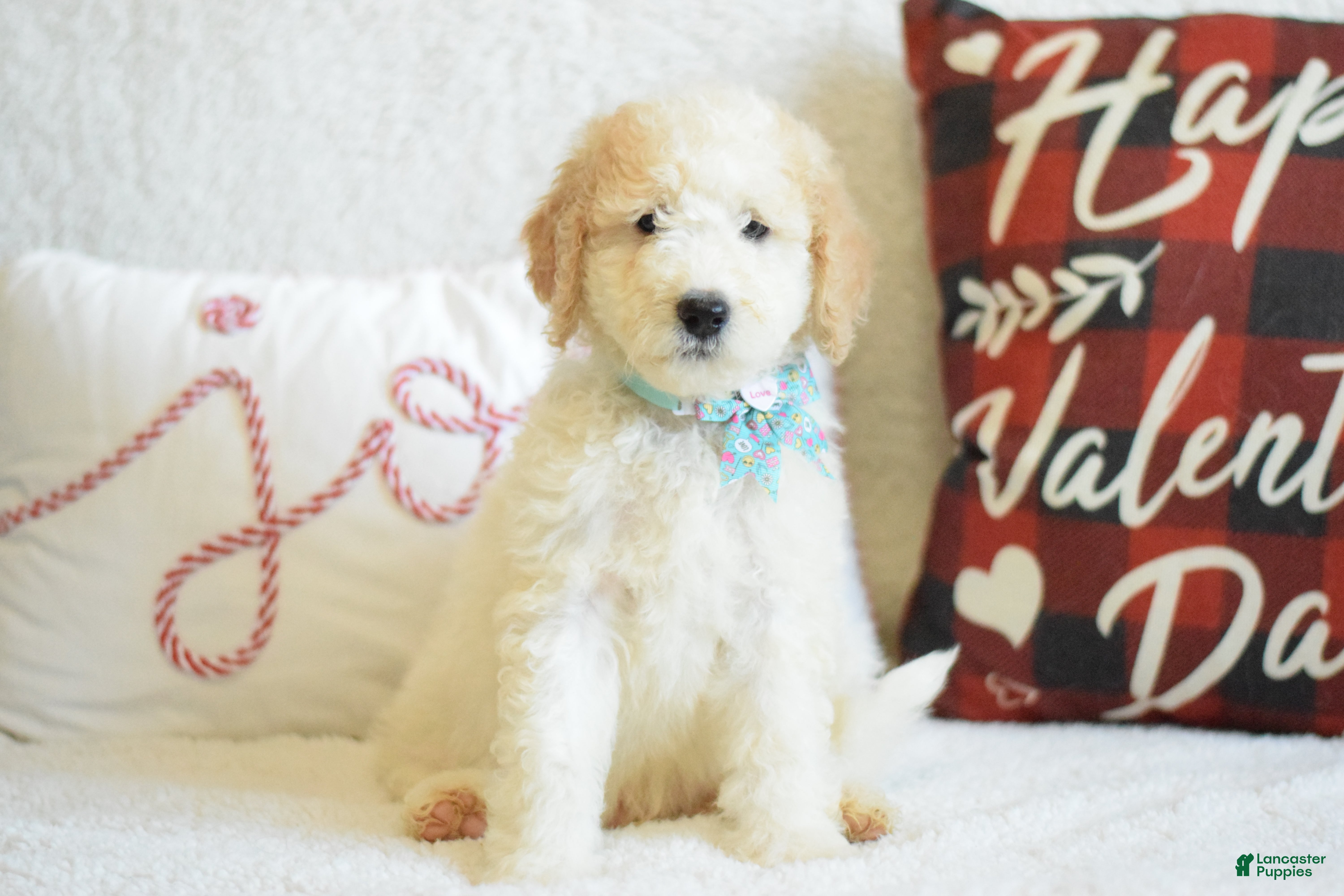Goldendoodle dogs Goldendoodle Puppy 5 - Ad 11