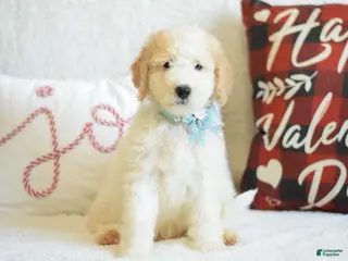Goldendoodle dogs Goldendoodle Puppy 5 - Ad 11