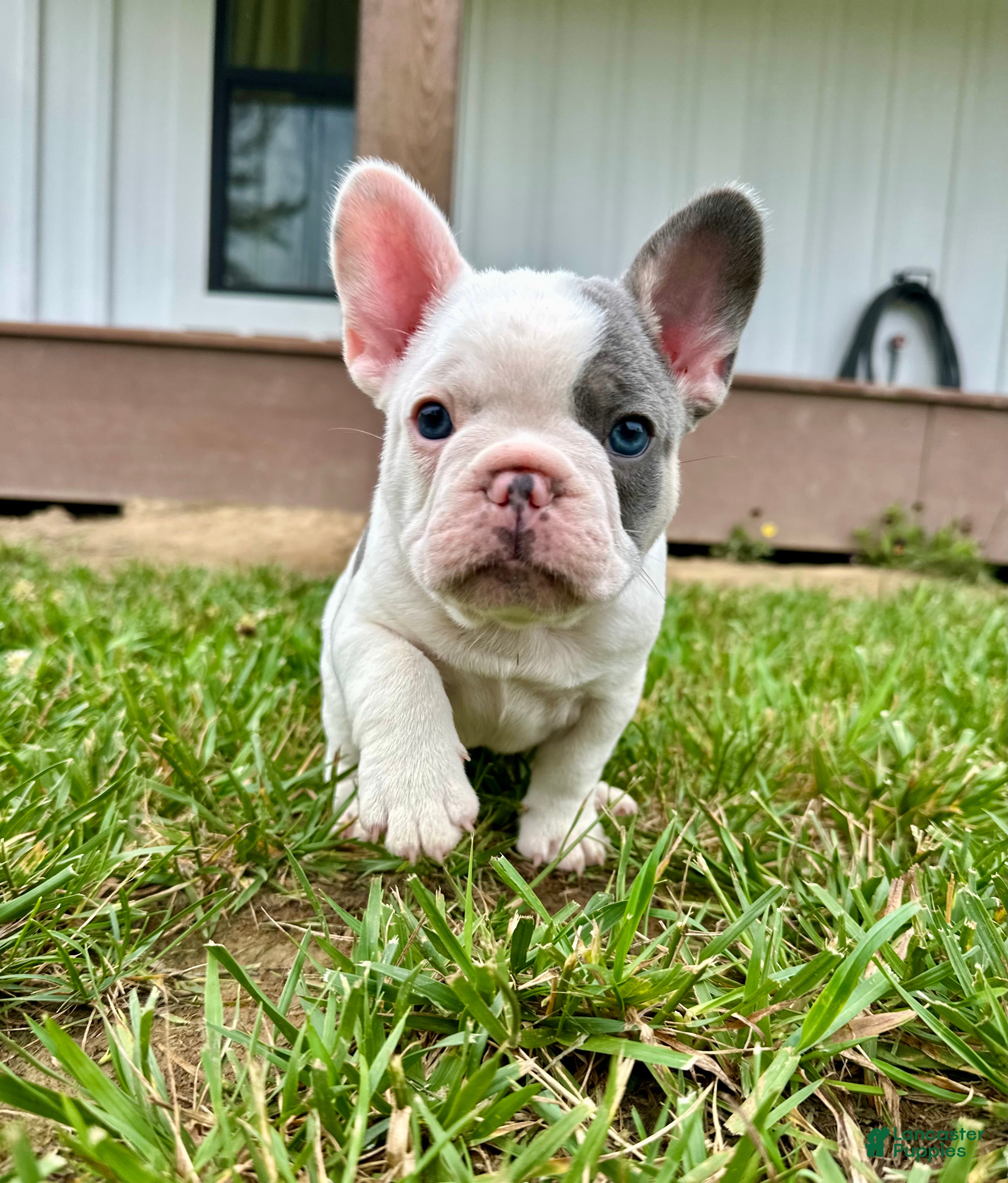 French Bulldog dogs Ron - Ad 1