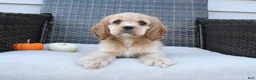 Cocker Spaniel dogs for sale: Timber - Ad 4