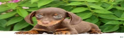 Miniature Dachshund dogs for sale: Jace - Ad 6