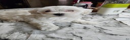 Maltese dogs for sale: Kayla - Ad 1