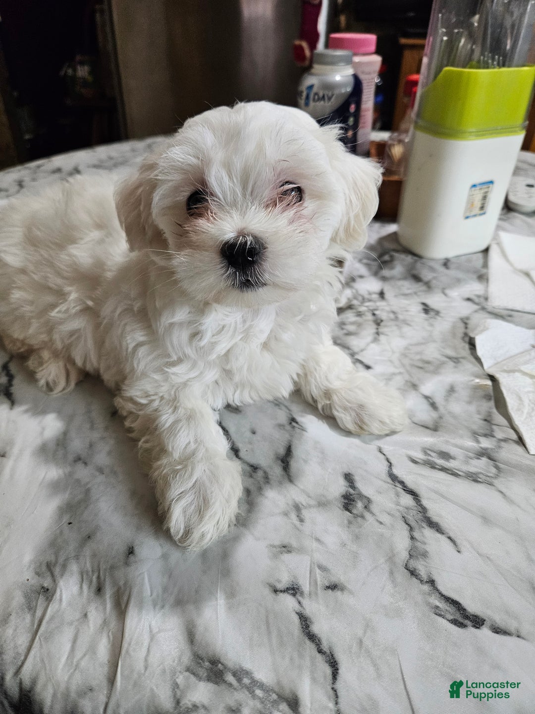 Maltese dogs for sale: Kayla - Ad 1