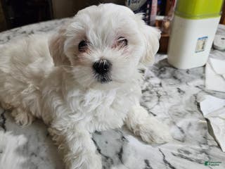 Maltese dogs Kayla - Ad 34
