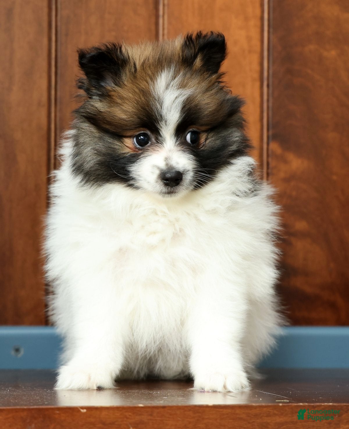 Pomeranian dogs Bella - Ad 2