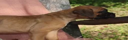 Boxer dogs for sale: Otis - Ad 11