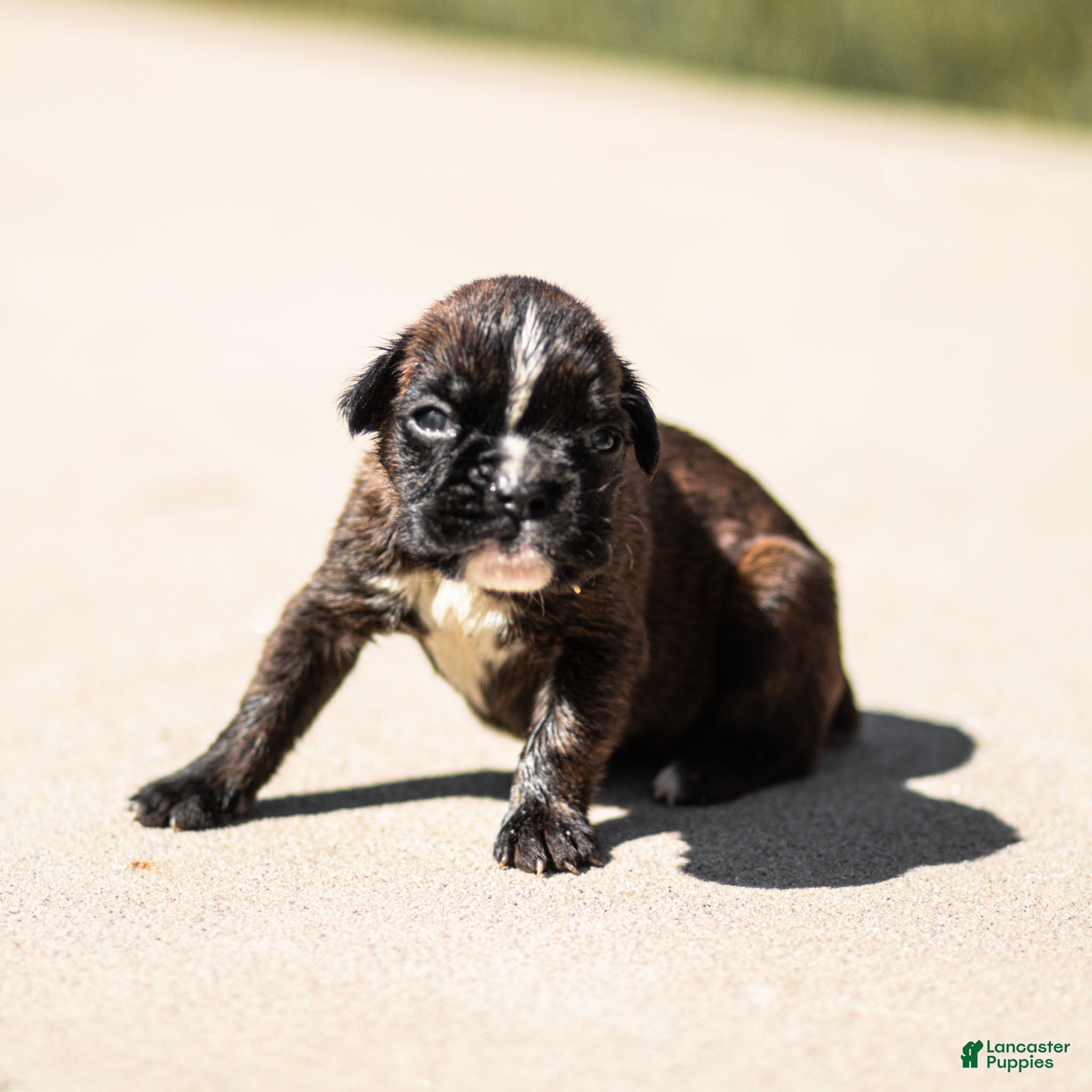 Boxer dogs Larry Boxer Puppy  - Ad 1