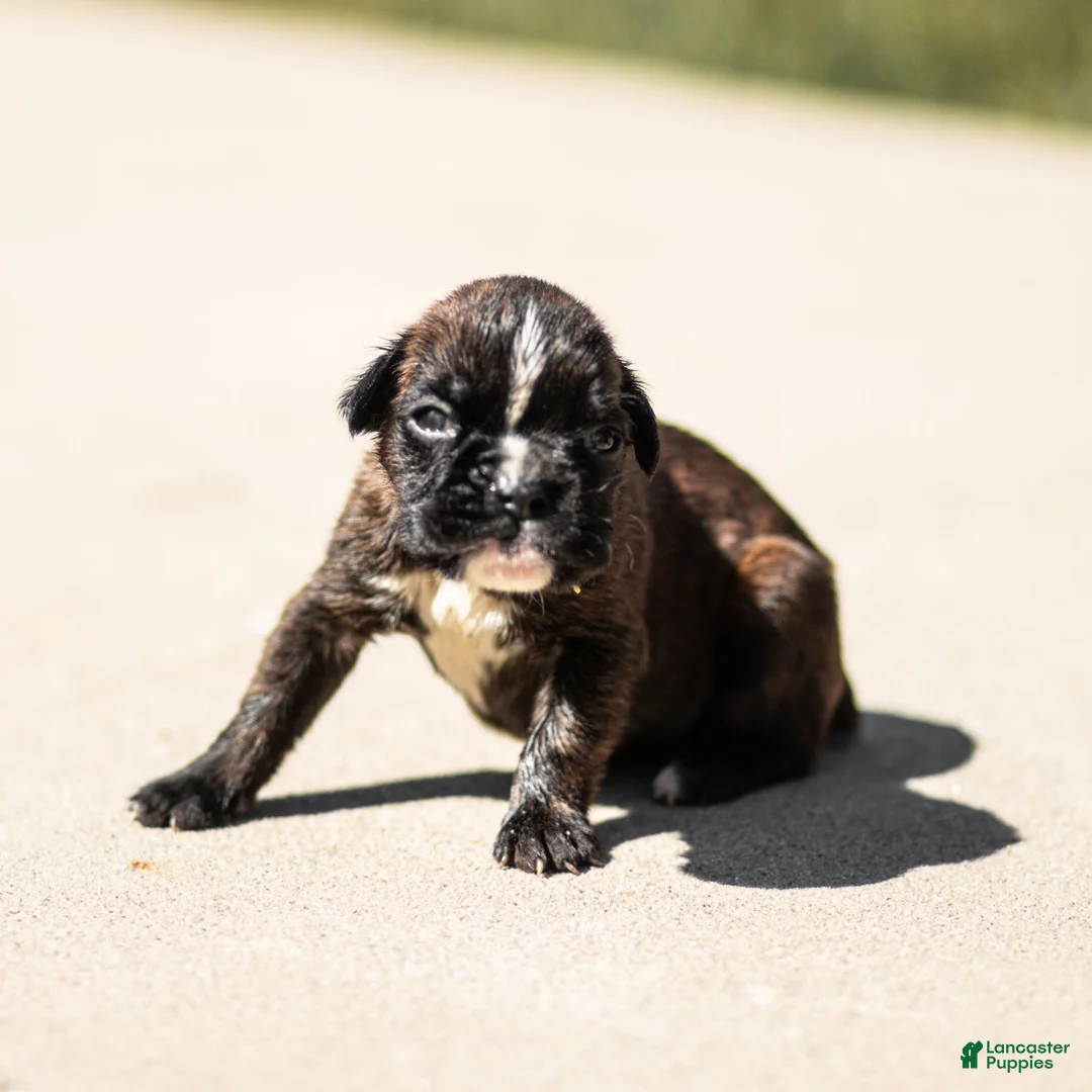Boxer dogs for sale: Larry Boxer Puppy  - Ad 1