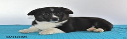 Mixed Breed dogs for sale: Thomas - Ad 1