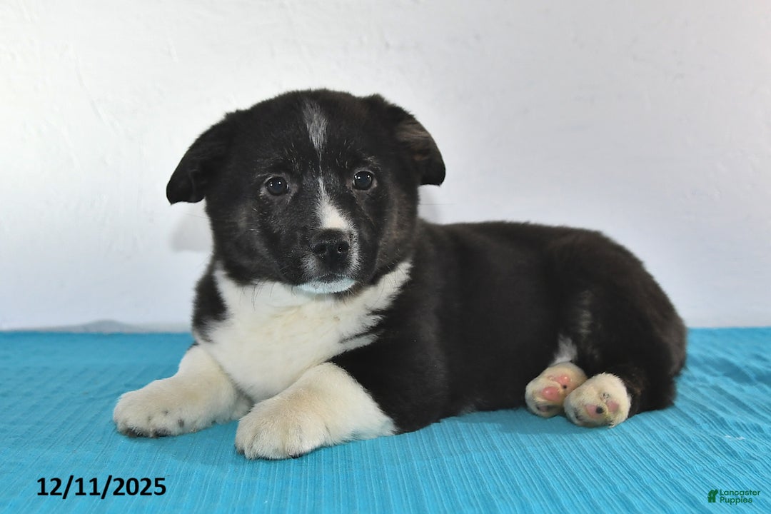 Mixed Breed dogs for sale: Thomas - Ad 1
