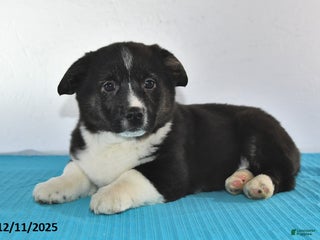 Mixed Breed dogs Thomas - Ad 1